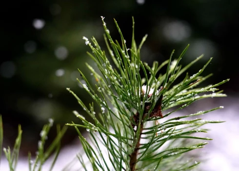 Trešdien mākoņi izklīdīs tikai dažviet Kurzemē.