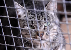 Латвийскую полицию обвинили в том, что она сквозь пальцы смотрит на жестокое обращение с животными