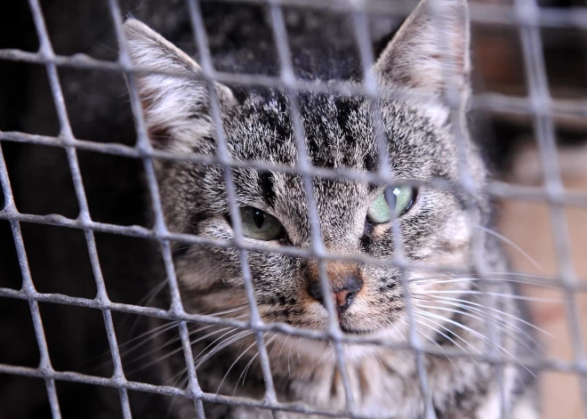 Латвийскую полицию обвинили в том, что она сквозь пальцы смотрит на жестокое обращение с животными