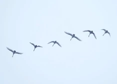 В среду прояснения ожидаются лишь в некоторых районах Курземе