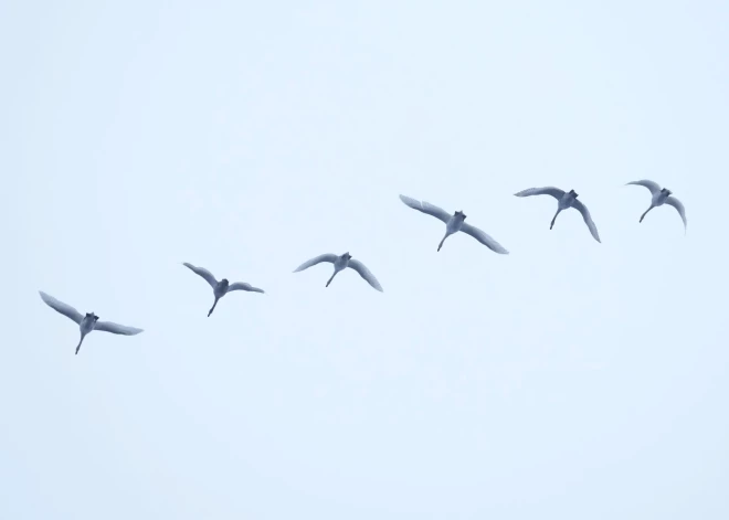 В среду прояснения ожидаются лишь в некоторых районах Курземе