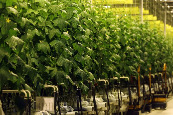 Gurķu stādi slavenajās Mārupes siltumnīcās.