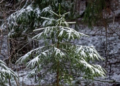 Pušķosim īstu eglīti Ziemassvētkos vai labāk mākslīgo egli? Par un pret