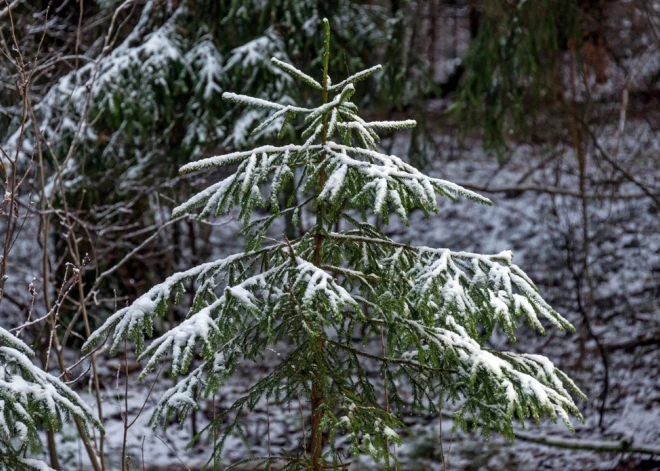 Pušķosim īstu eglīti Ziemassvētkos vai labāk mākslīgo egli? Par un pret