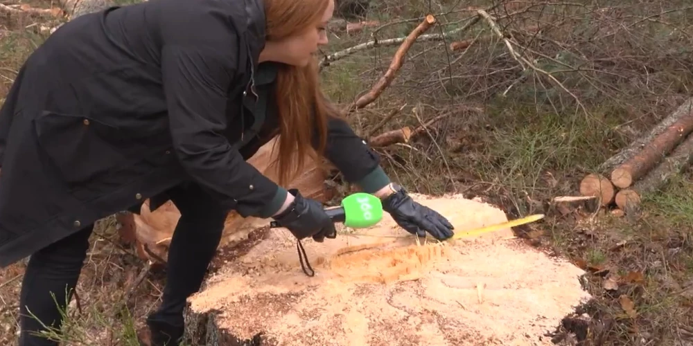 Nocirstais dižkoks (ekrānuzņēmums no video)