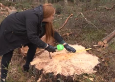 Dabas aizstāvji ceļ trauksmi: Jūrmalā prettiesiski cērt dižkokus