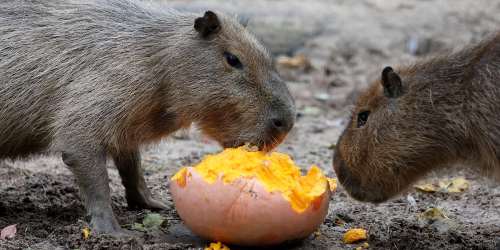 Kapibaras Rīgas zooloģiskajā dārzā