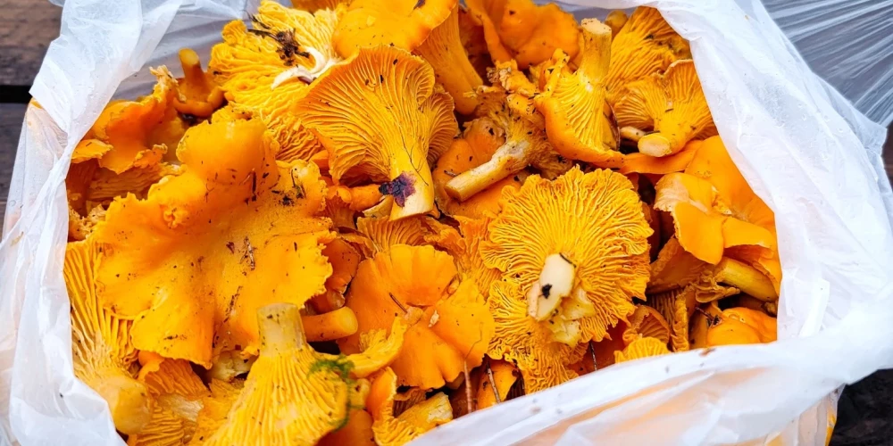 Лисички в латвийских лесах можно собирать даже в декабре.