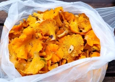 Невероятно! В Латвии продолжается грибной сезон - люди хвастаются декабрьским "уловом"