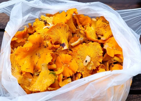 Лисички в латвийских лесах можно собирать даже в декабре.