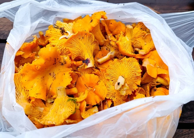 Невероятно! В Латвии продолжается грибной сезон - люди хвастаются декабрьским "уловом"