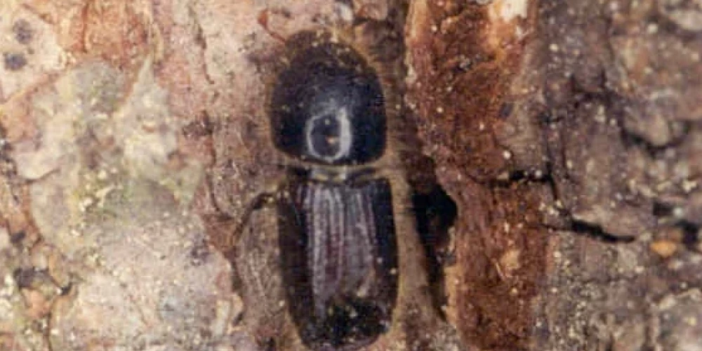 Egļu astoņzobu mizgrauzis (foto: Valsts meža dienests)