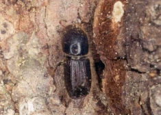 Ogres Zilajos kalnos izzāģēs astoņzobu mizgrauža bojātās egles