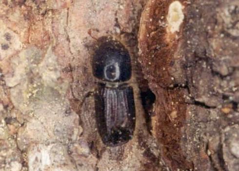 Egļu astoņzobu mizgrauzis (foto: Valsts meža dienests)