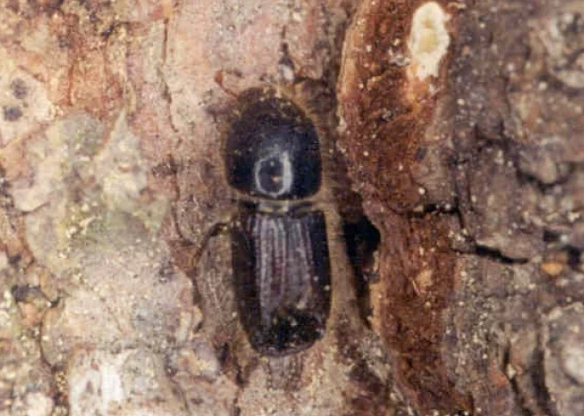 Ogres Zilajos kalnos izzāģēs astoņzobu mizgrauža bojātās egles