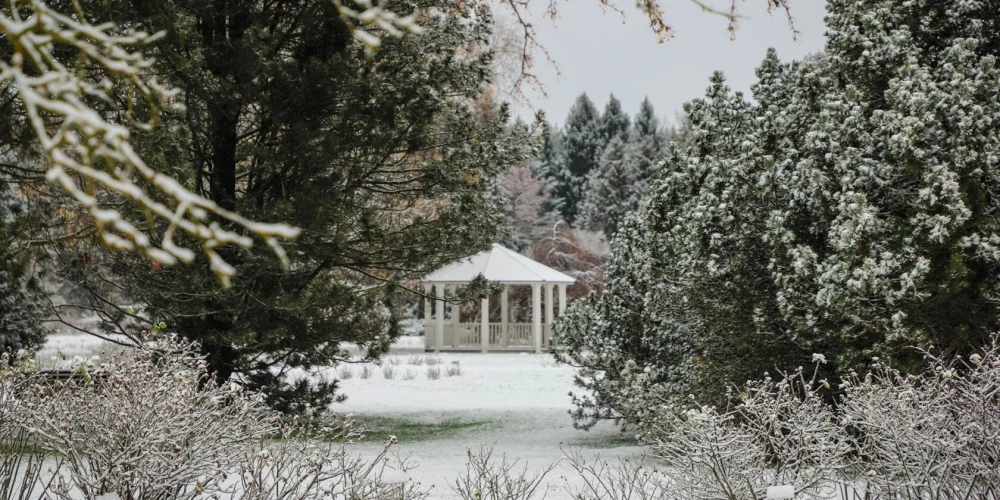 В Ботаническом саду стартует рождественский «Лес чудес» ради особенных детей.