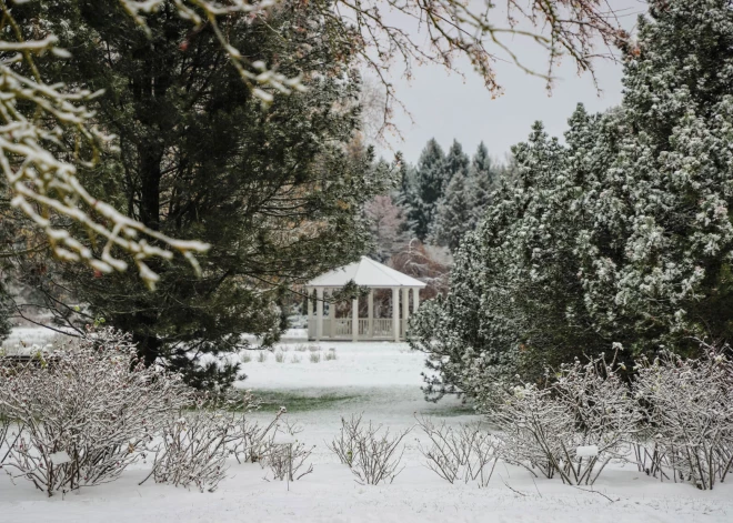 От огней до мастер-классов и Деда Мороза: чем удивит рождественский  "Лес чудес" в Ботаническом саду