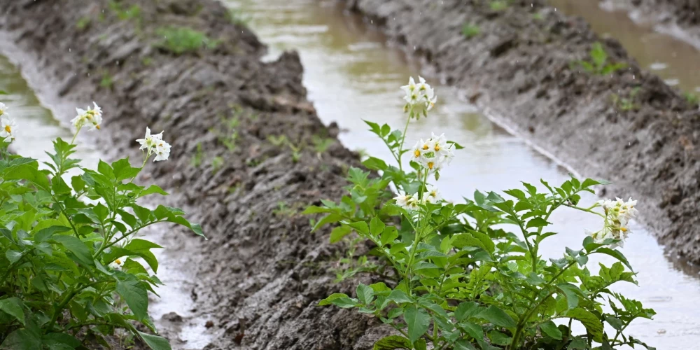 Šogad Latgalē un daļā Vidzemes kartupeļu lauki bija ūdenī un cieta no puves.