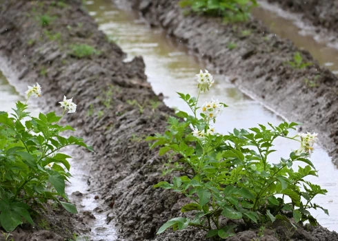 Šogad Latgalē un daļā Vidzemes kartupeļu lauki bija ūdenī un cieta no puves.