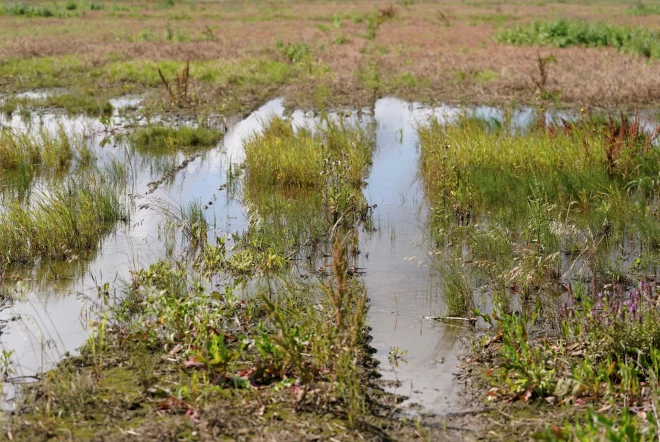 Šogad augustā applūdušie lauki Murmastienē Madonas novadā.
