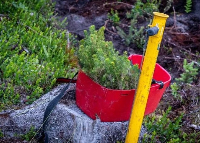 Valsts meži, sējot un stādot, šogad atjaunoti vairāk nekā 14,7 tūkstošu hektāru platībā