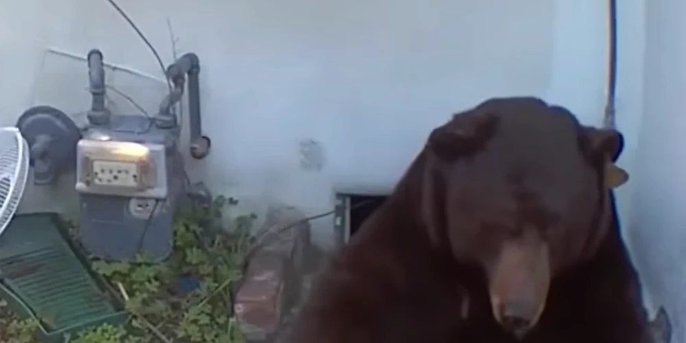 Lācis savās mājās pagrabā (ekrānuzņēmums no video)