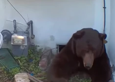 Mājas puspagrabā atrod ērti iekārtojušos milzu lāci, kurš tur dzīvojis mēnešiem ilgi un negrasās doties prom