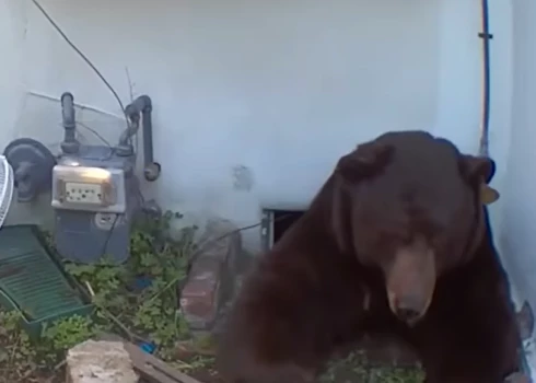 Lācis savās mājās pagrabā (ekrānuzņēmums no video)