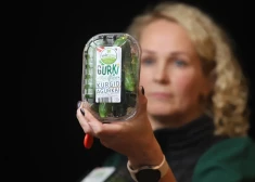 Латвийские огурцы и помидоры растут даже зимой