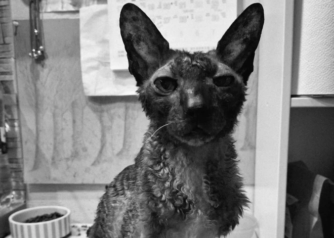 Mūža miegā aizmidzis leģendārais Tukuma kaķis Semanuels