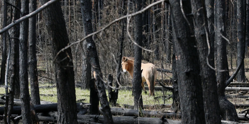 Prževaļska zirgs Čornobiļā./Ilustratīvs attēls.