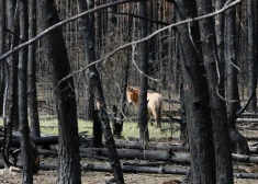 Čornobiļā atrasta organismu grupa, kas, iespējams, pārtiek no radiācijas