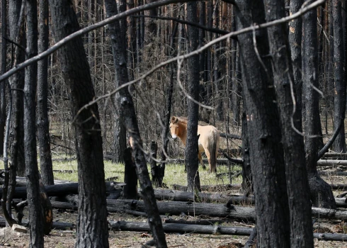 Prževaļska zirgs Čornobiļā./Ilustratīvs attēls.