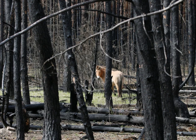 Čornobiļā atrasta organismu grupa, kas, iespējams, pārtiek no radiācijas