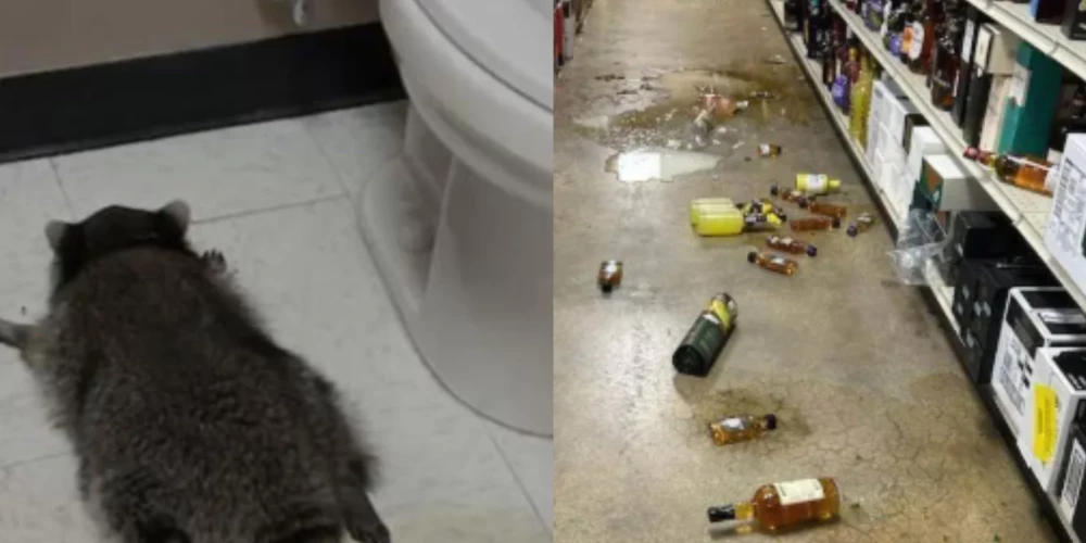 Veikala darbinieki atraduši dzīvnieku bezsamaņā veikala labierīcībās. 