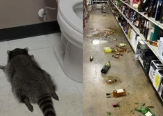 Izdemolēja plauktus, piedzērās un "atlūza" tualetē - alkohola veikalā atrod stipri iereibušu jenotu