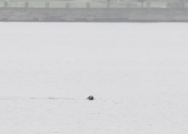 В четверг будет пасмурно, местами возможны осадки