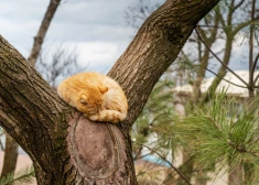 Francijā ar tiesas lēmumu kaķim “piespriests” mājas arests: tas ārdījies kaimiņa dārzā