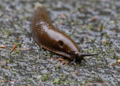 Испанский слизень продолжает размножаться даже зимой: как садоводам Латвии защитить участок