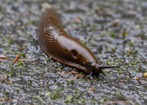 Испанский слизень входит в число ста самых инвазивных видов в Европе.
