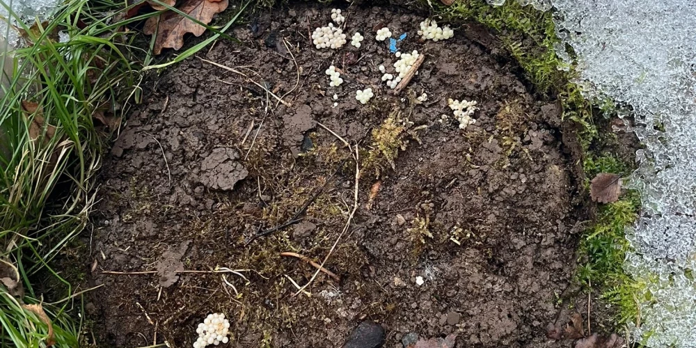 Dabas aizsardzības pārvalde aicina nekavējoties iznīcināt spānijas kailgliemežu olas.