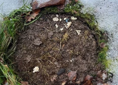 Ja redzi - spied nost nekavējoties! Dabas aizsardzības pārvalde nāk klajā ar aicinājumu