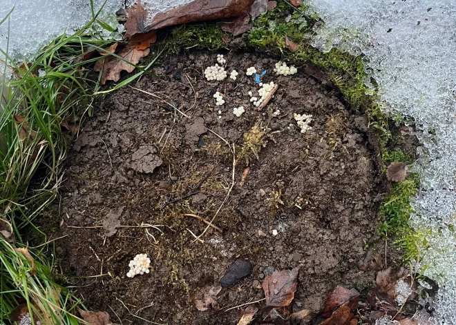 Ja redzi - spied nost nekavējoties! Dabas aizsardzības pārvalde nāk klajā ar aicinājumu