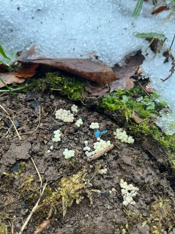 Spānijas kailgliemežu olas.