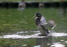 Ни лучика солнца: пятница в Латвии тоже будет пасмурной