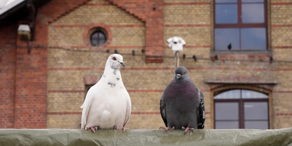 Иллюстративное фото