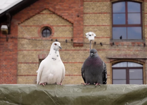 Иллюстративное фото