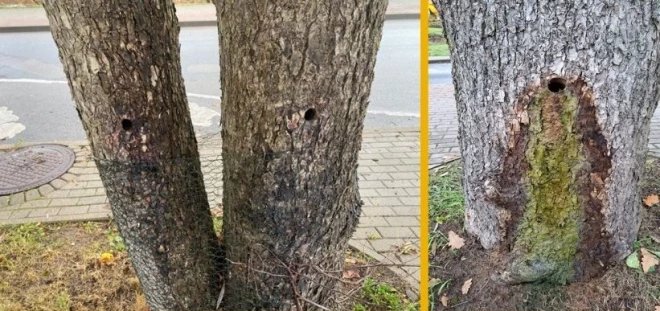 Valmierā, Mazās Stacijas ielās, ļaunprāši bojā kokus, tiem izurbjot caurumus, kuros saber sāli.