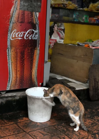 Talsos kāds murrātājs regulāri “tiranizē” kāda veikala Raiņa ielā pārdevējus un pircējus (ilustratīvs foto).