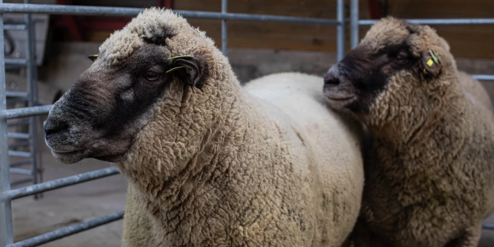 Lai arī aitu ganāmpulku daudzums samazinās, dzīvnieku kopskaits tajos palielinās.